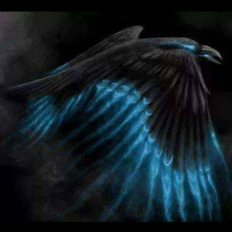 Photo of the user Indigo Raven