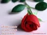 Photo of the user aatif