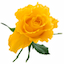 Photo of the user 