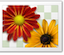Photo of the user 