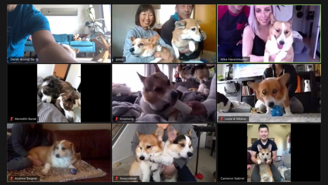 Corgi online shop