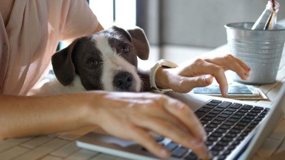 dog-with-computer_Meetup-isolation-work-from-home
