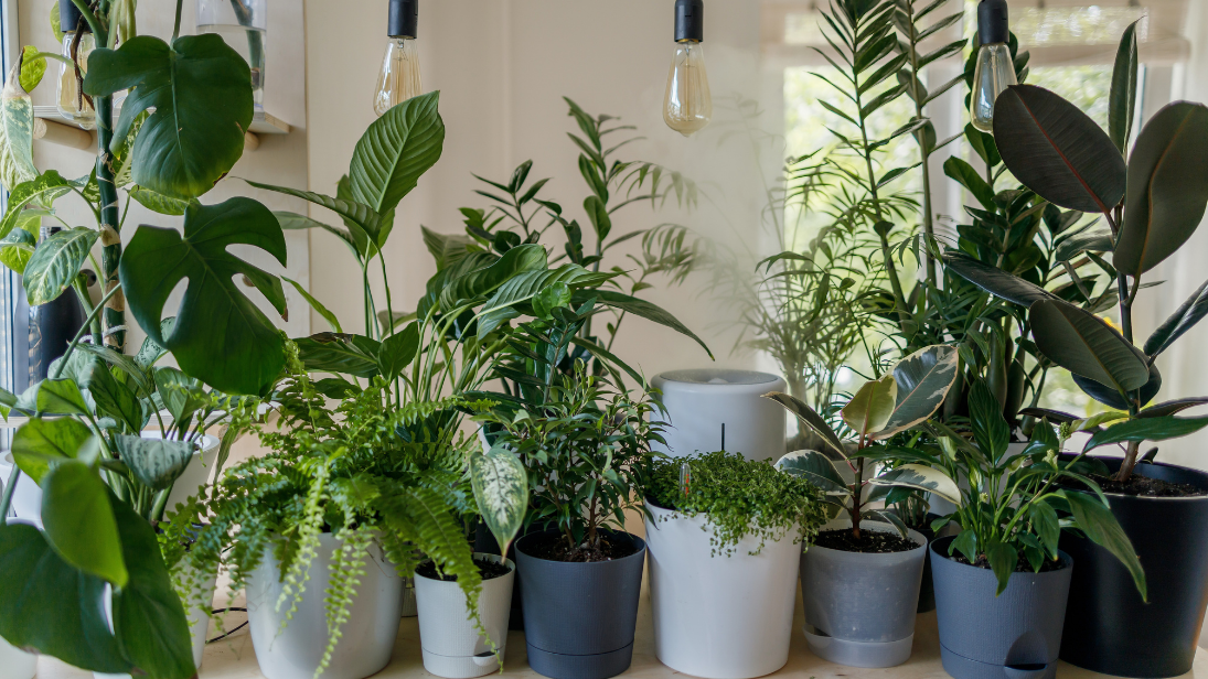Houseplants_how-and-why-you-should-start-gardening